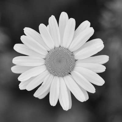 greyscale flower