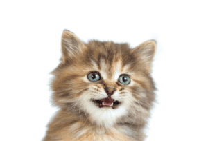 the original cat photo