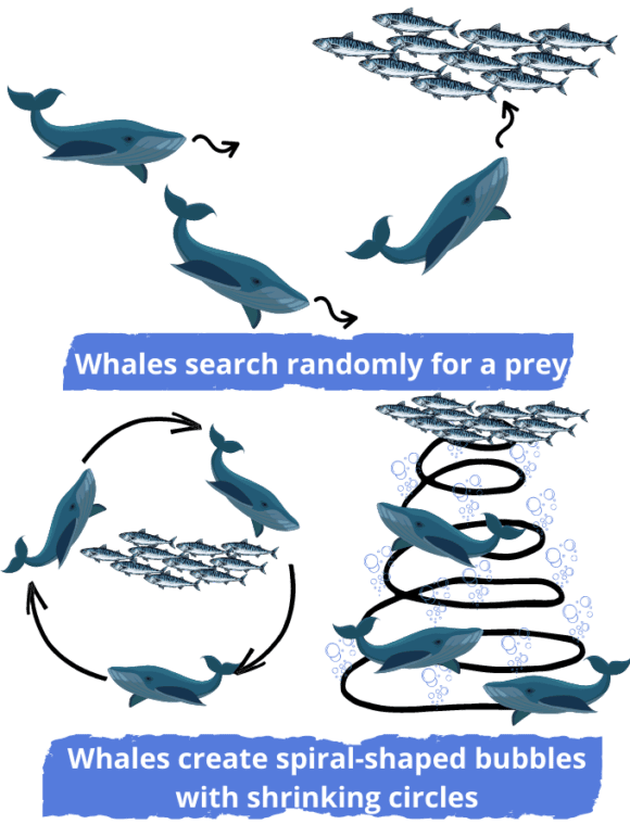 Whales search randomly for a pry