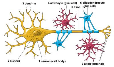 Architecture of a biological neuron