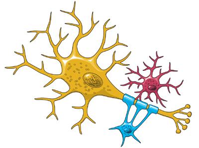 biological neuron